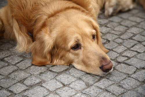 cão deitado no chão de asfalto: depressão canina?