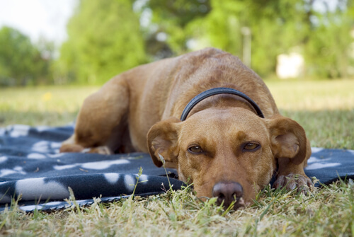 Os sonhos dos cães: cão dormindo na grama