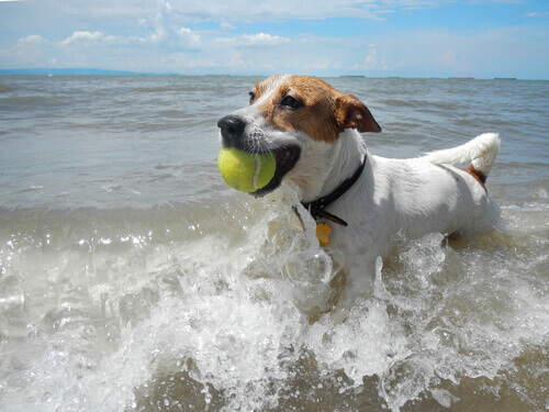 Cão na água do mar com uma bolinha