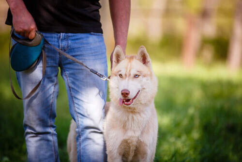 Como se tornar um dono melhor para seu animal de estimação?