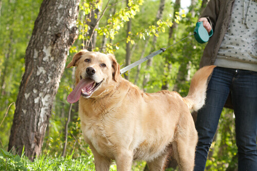 cão com a língua de fora usando coleira: ensine seu cão a passear com correia