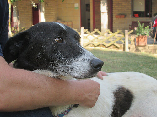 Escolhendo um padrinho para seu animal de estimação