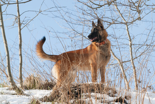 Cão da raça Pastor Belga Laekenois 