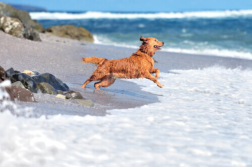 Cão na praia, benefícios da água do mar para os cães