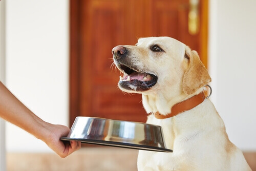 O que fazer caso seu cachorro esteja sem apetite?
