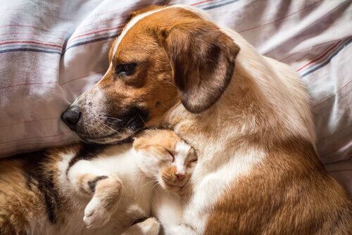 O tratamento da diarreia em cães e gatos