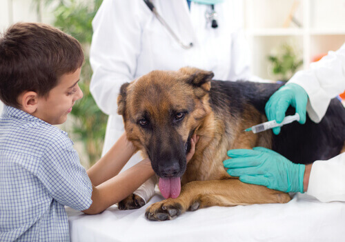 Cachorro recebendo vacina no veterinário com menino