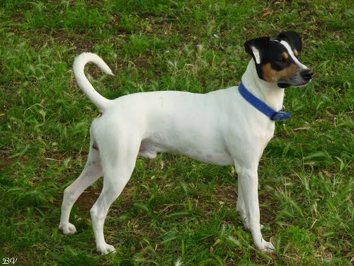 Cão branco com detalhes preto e marrom atento na grama
