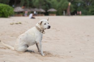 Conheça os sintomas da epilepsia em cães