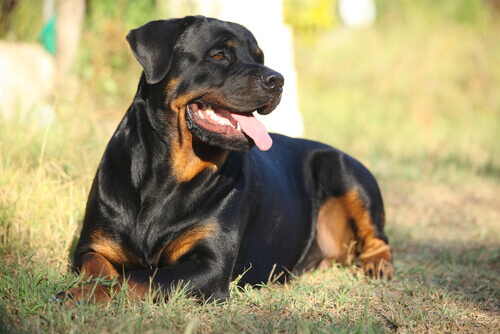 Cão rottweiler, considerado um cão potencialmente perigoso