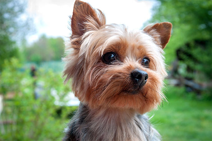 Cão da raça Yorkshire Terrier