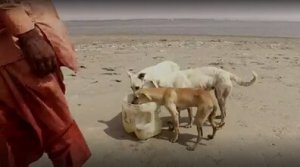 O cuidador da ilha dos cães