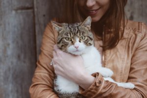 A toxoplasmose e os gatos