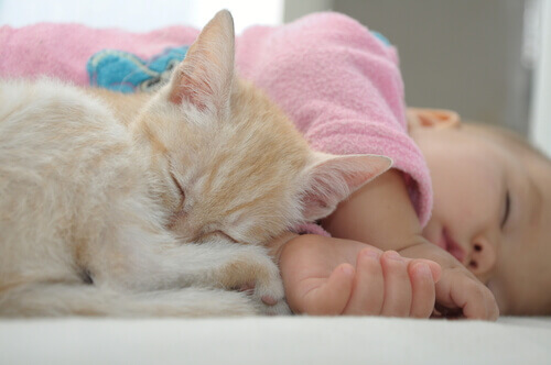Os gatos podem acalmar o choro de um bebê?