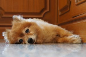 Como acalmar o choro de um filhote