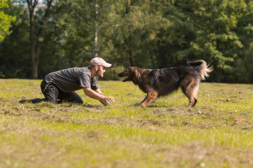 Homem adestrando seu cão no parque