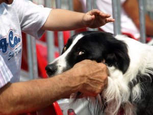 Como dar comprimidos a um cachorro?