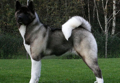 Akita americano, um cão dominante e de caráter nobre