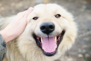 10 razões pelas quais eu amo loucamente meu cão