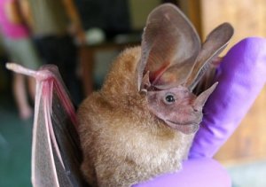 Os animais mais raros que existem