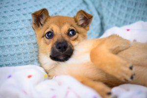 Um animal de estimação não é um hobby