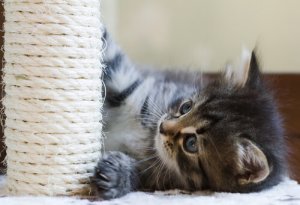 Arranhador para gatos: ensine-os a usar