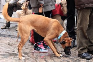 Multas aplicáveis a donos de cachorros