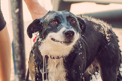Cão tomando banho