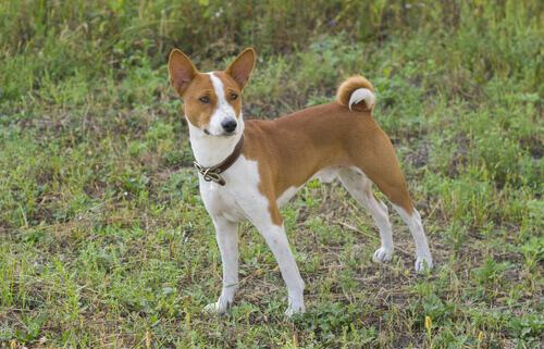 Cão da raça Basenji parado na grama: late menos