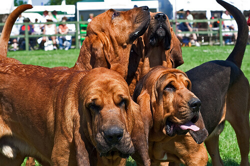 Cães Com Orelhas Grandes Conheça As Principais Raças