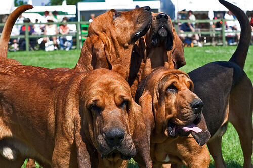 Cães da raça Bloodhound