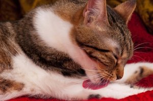 Bolas de pelo em gatos: causas, sintomas e tratamento