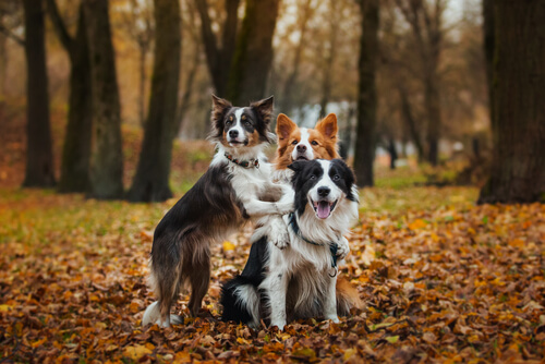 Cães da raça Border Collie na floresta, no outono