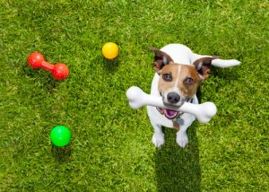 5 brincadeiras para aproveitar com seu cão