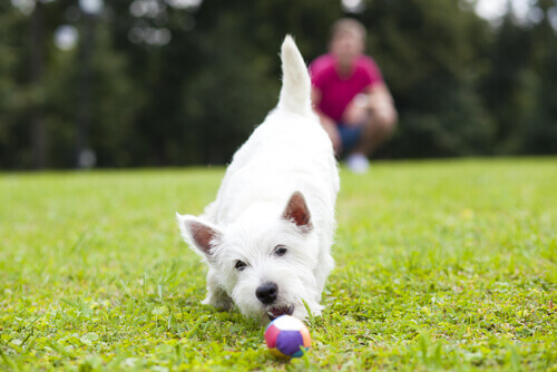 Cão branco brincando com bola