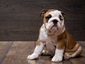 Buldogue inglês: tudo sobre esta raça