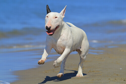Cão da raça Bull Terrier Inglês correndo na praia