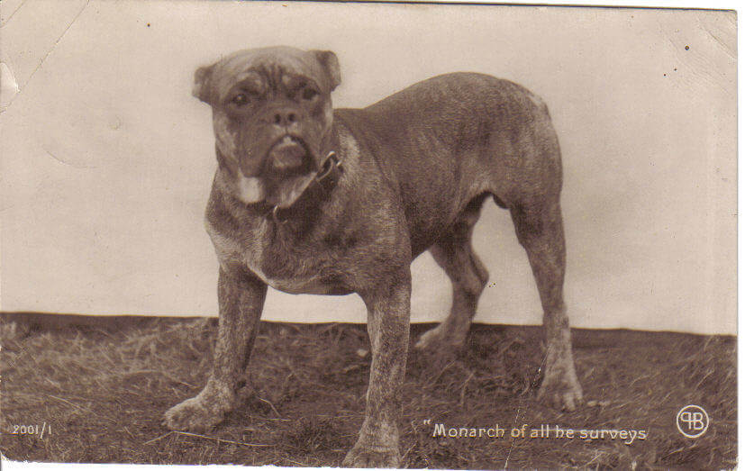 Bullenbeisser: uma das raças extintas de cães