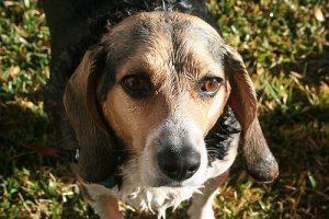 É verdade que os cães cheiram o medo?