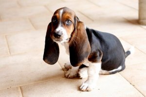 Raças de cães com orelhas grandes