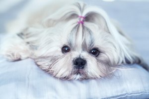 Cães da China, conheça algumas raças