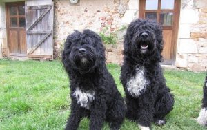 Cão de água, conheça as principais raças