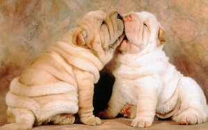 Raças de cães enrugados