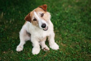 Como os cães entendem o que dizemos?