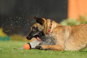 Raças de cães ideais para o calor e o verão