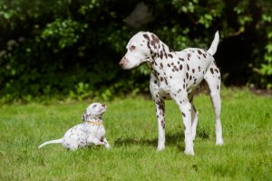 Os cães mais bonitos do planeta