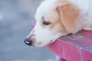 Meu cão tem sarna. Como agir nessa situação