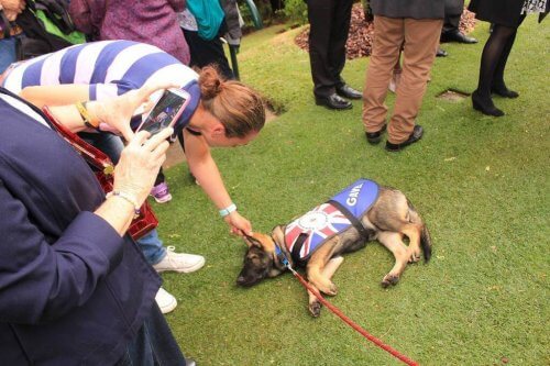 Gavel recebendo carinho de uma mulher