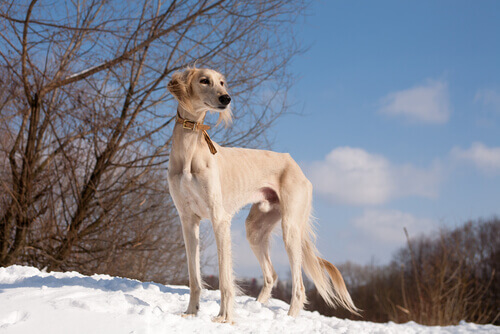 Cão Saluki