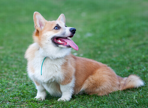 Corgi: conheÃ§a esta raÃ§a de cachorro